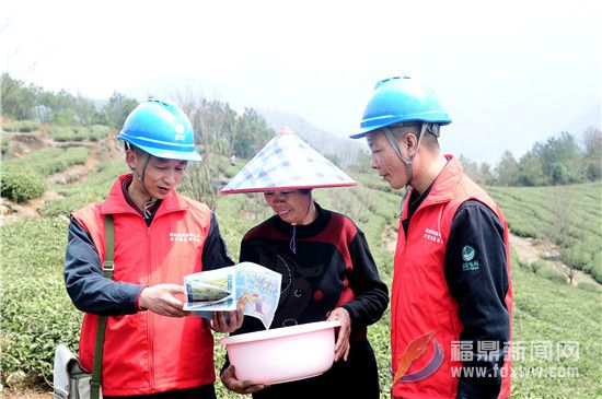 3月29日，国网福建宁德福鼎市供电公司党员服务队走进福建鼎白茶业公司的茶园，为茶农宣传安全用电常识。（钟国欢）.jpg