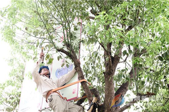 7月29日，国网福鼎市供电公司在福鼎市城区江滨北路，对10千伏华鑫线超高树木进行处理。（钟国欢）.jpg
