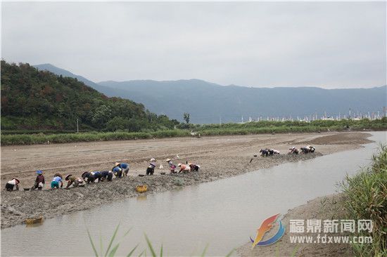 抢收海蛏1.jpg