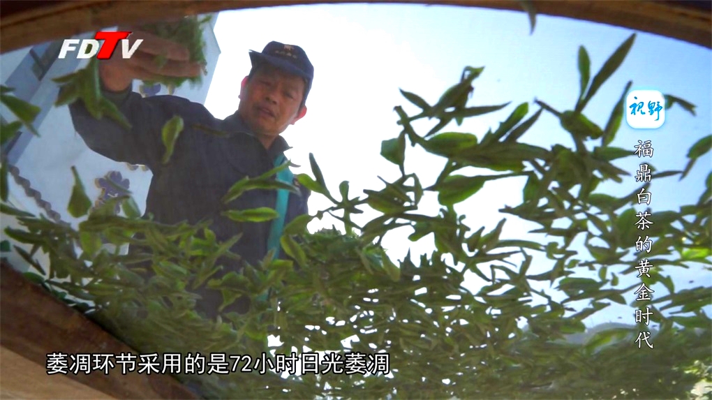 福鼎白茶的黄金时代
