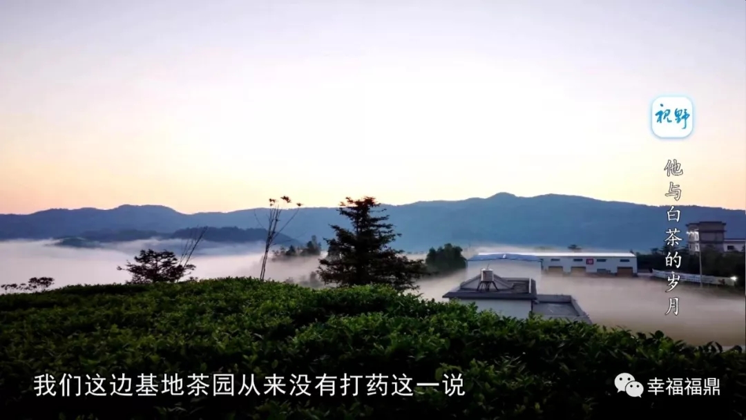【视野】他与白茶的岁月