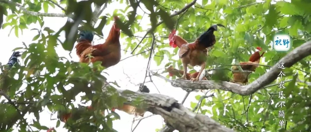 【视野】这个农民不简单