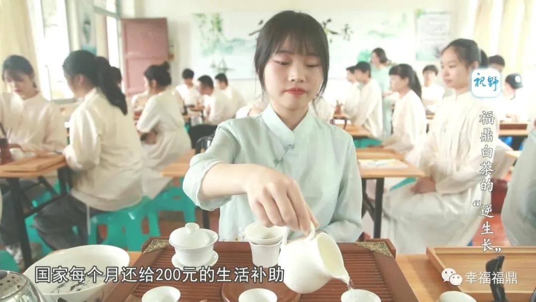 【视野】福鼎白茶的“逆生长”