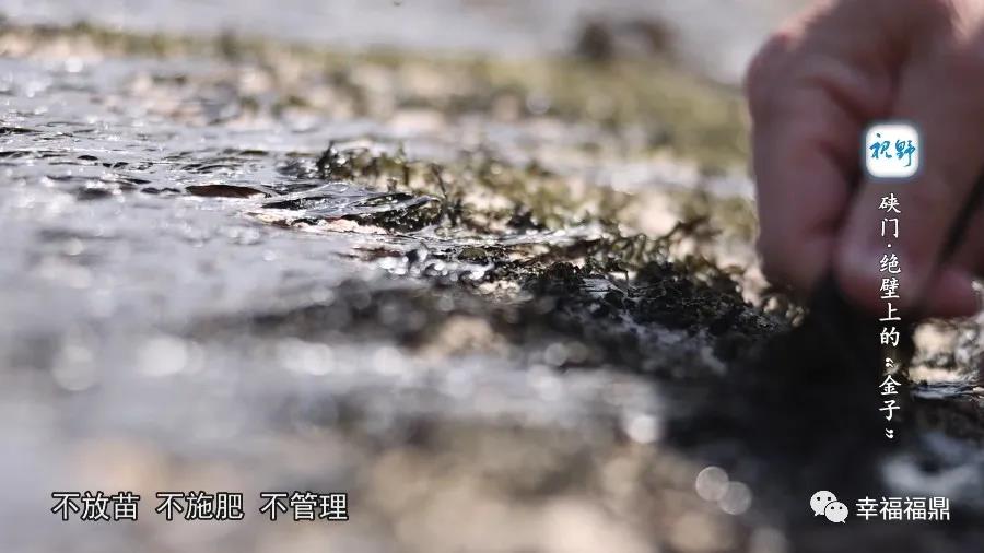 【视野】硖门：绝壁上的“金子”