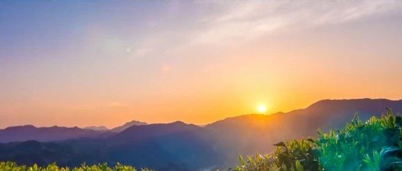 《福鼎白茶说》——白茶小镇 茶香点头