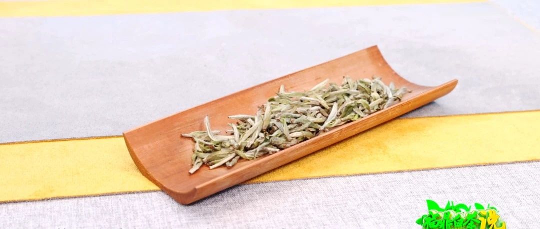 《福鼎白茶说》——荒野白茶·本真的味道