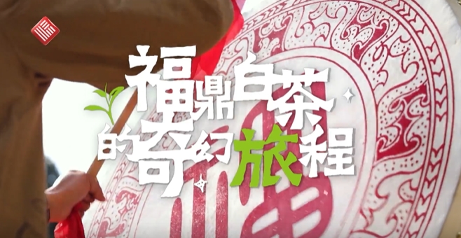 福鼎白茶的奇幻旅程
