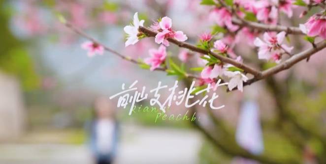 春风十里，桃花灼灼，春光与你皆不负