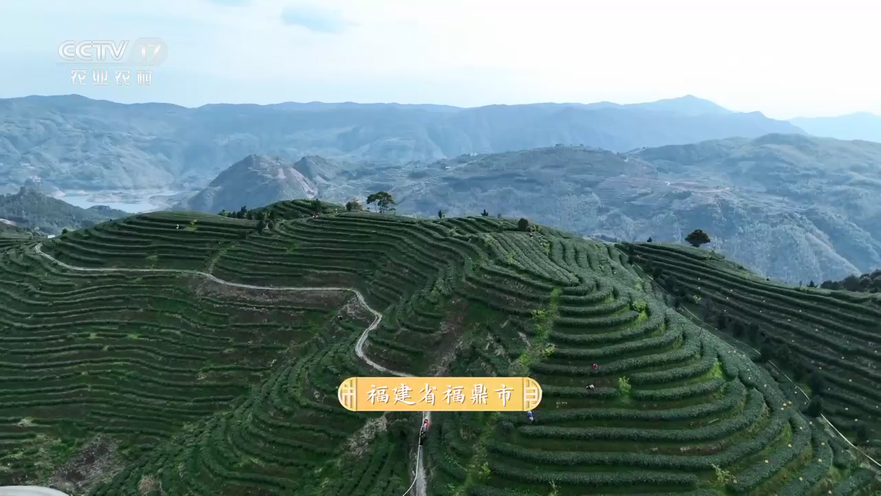 《茶汤里的大流量》