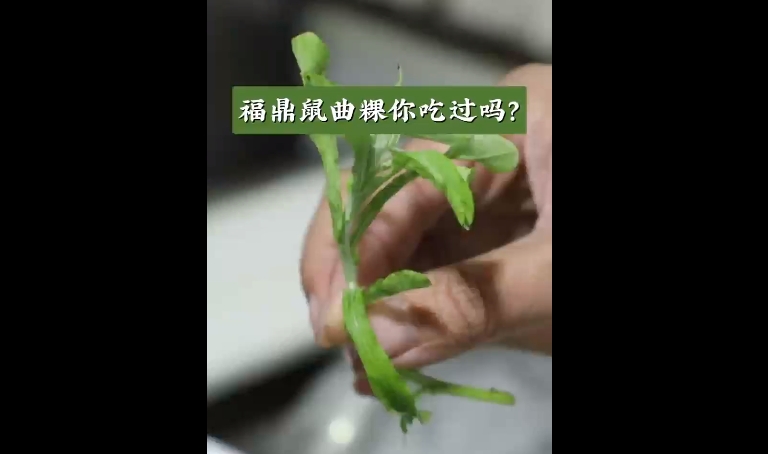 “春日限定”美食上线！福鼎鼠曲粿你吃过吗？