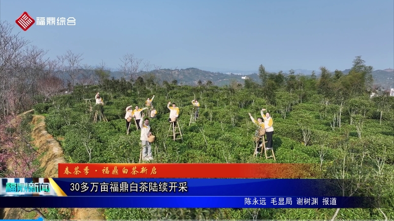 30多万亩福鼎白茶陆续开采