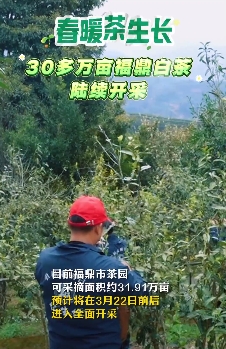 春暖茶生长，30多万亩福鼎白茶陆续开采