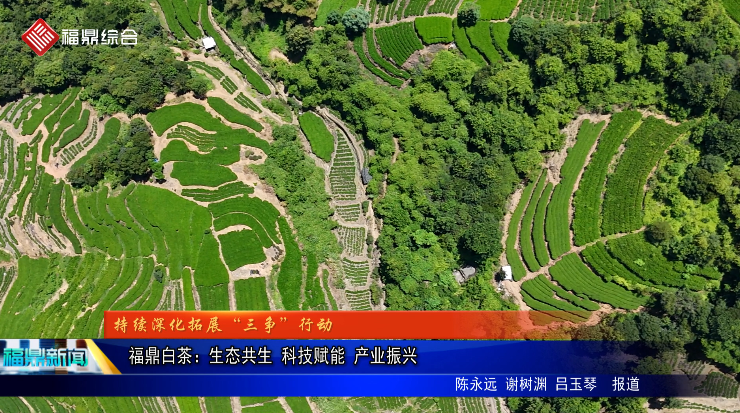 福鼎白茶：生态共生 科技赋能 产业振兴