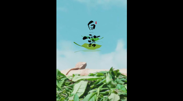 白露晨露落茶尖，秋阳慢焙藏时光——这杯福鼎白露茶，喝的是秋意，藏的是岁月的甜