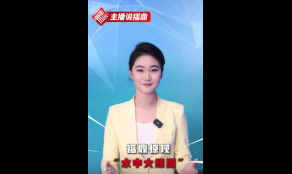 《主播说福鼎》第五十八期：福鼎惊现“水中大熊猫”