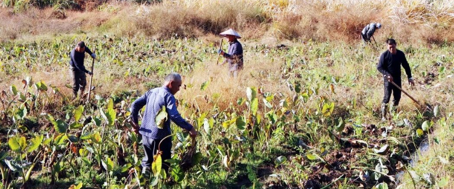 好吃！爱吃 福鼎人爱的这口，丰收啦！