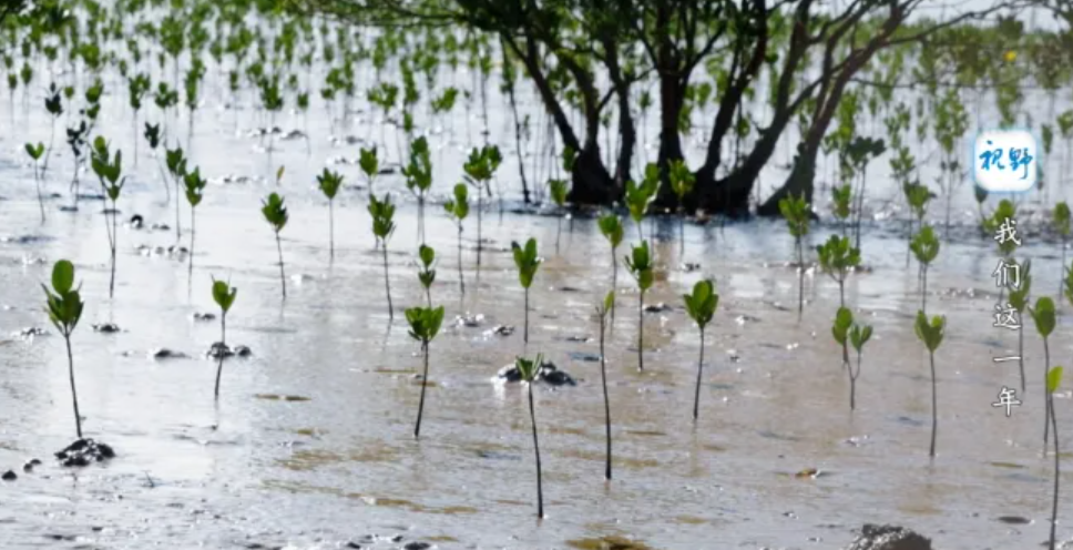 【视野】我们这一年