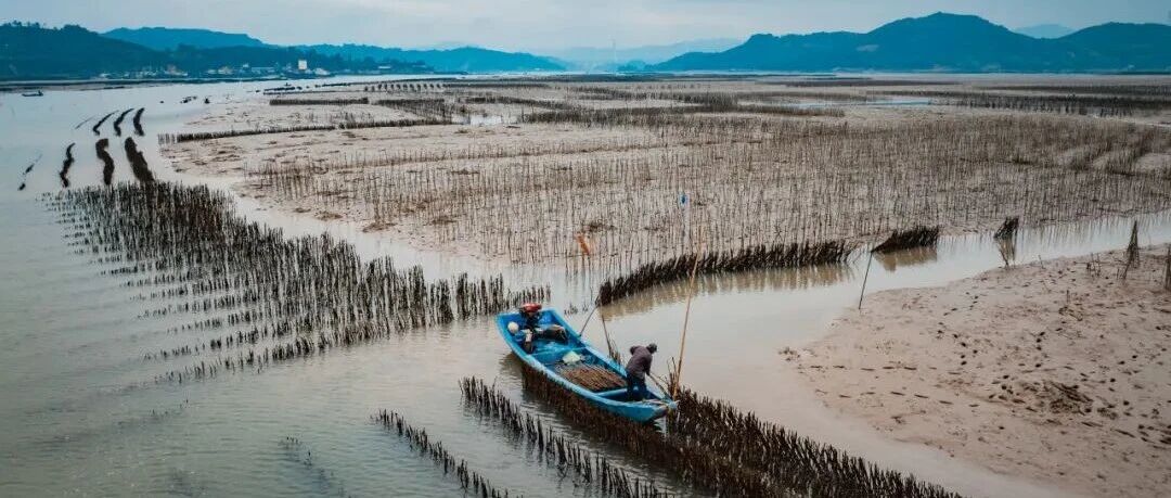 前岐海蛎：“我已肥美，请求上桌！”