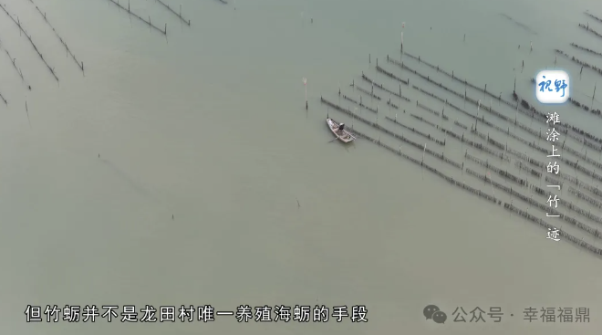 【视野】滩涂上的“竹”迹