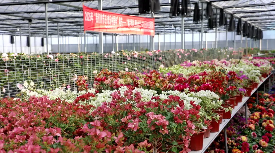 福鼎的第一抹春色，藏在这片花海里