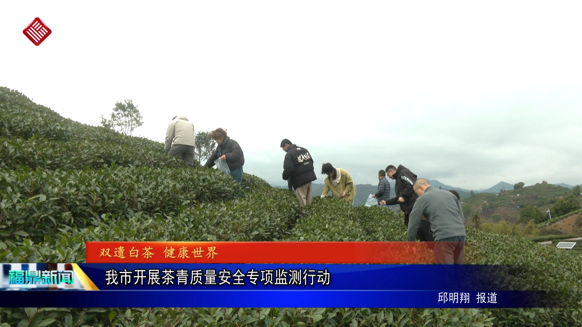 我市开展茶青质量安全专项监测行动