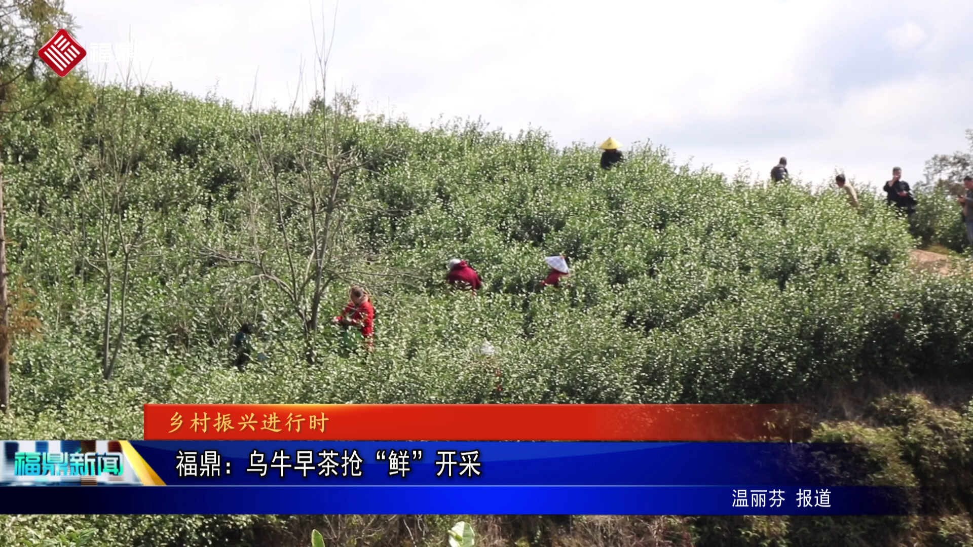 福鼎：乌牛早茶抢“鲜”开采