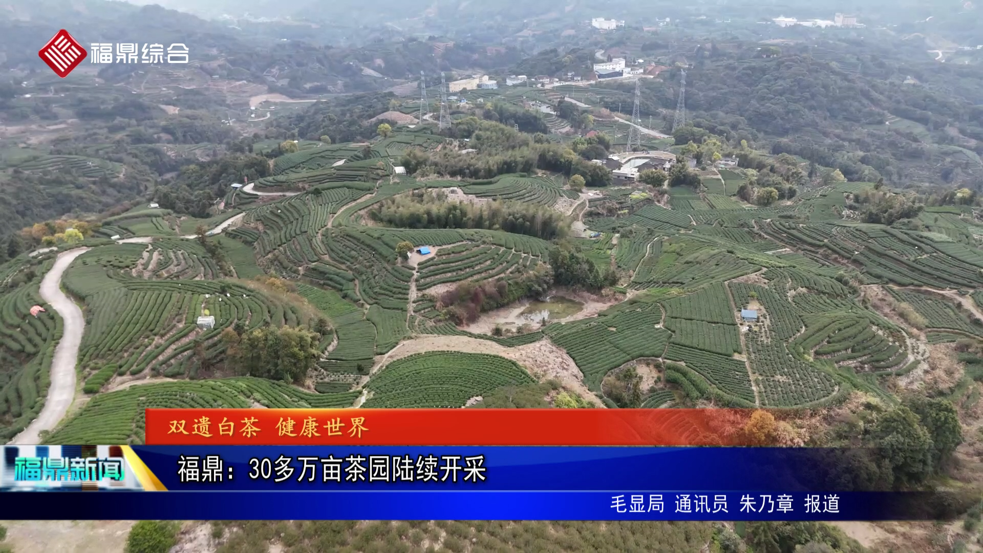 福鼎：30多万亩茶园陆续开采