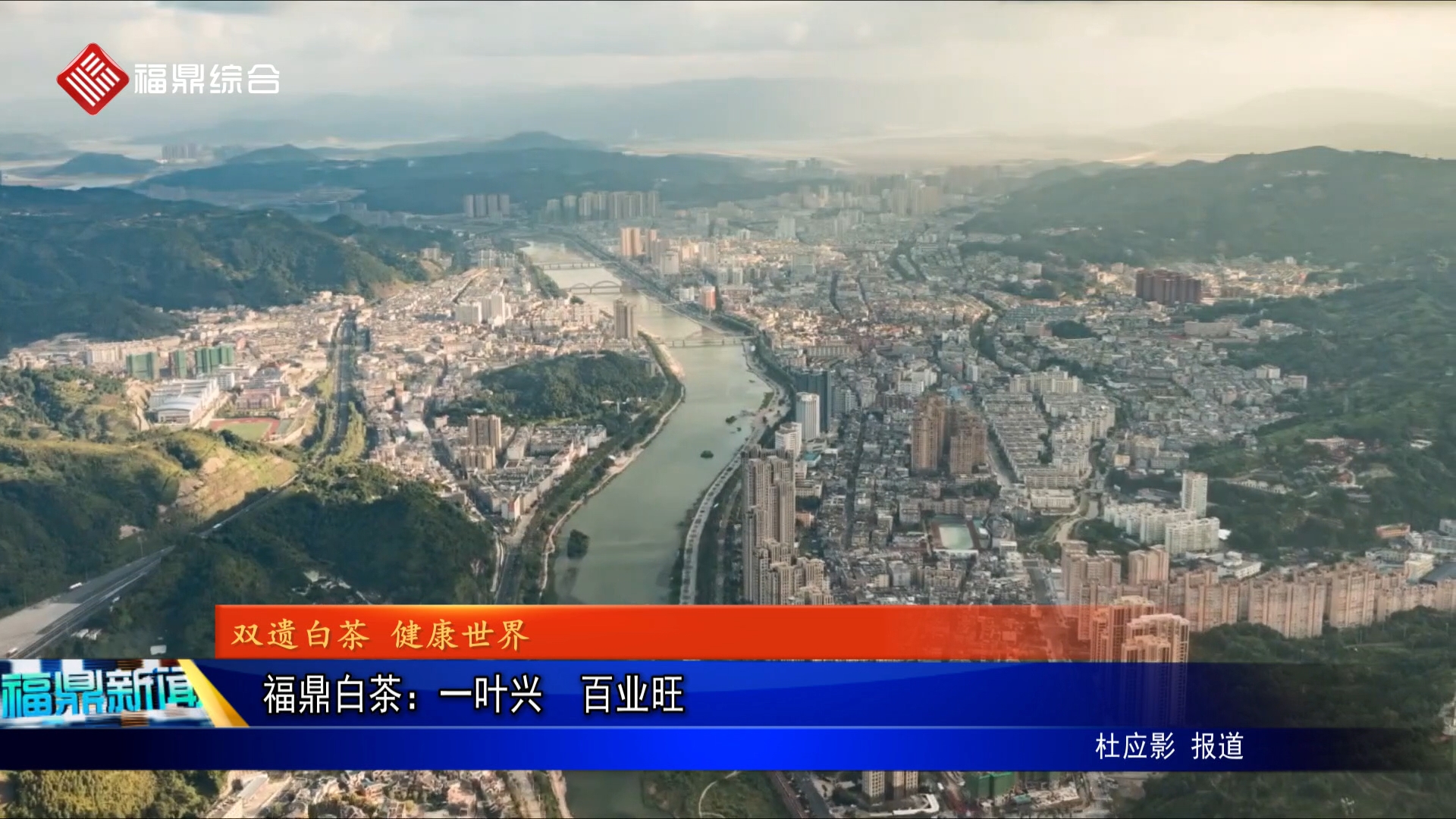 福鼎白茶：一叶兴  百业旺