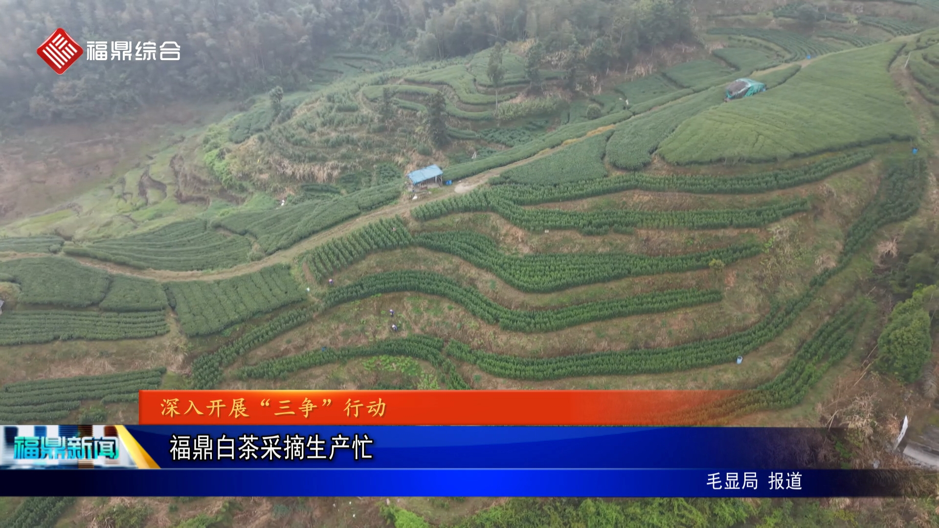 福鼎白茶采摘生产忙