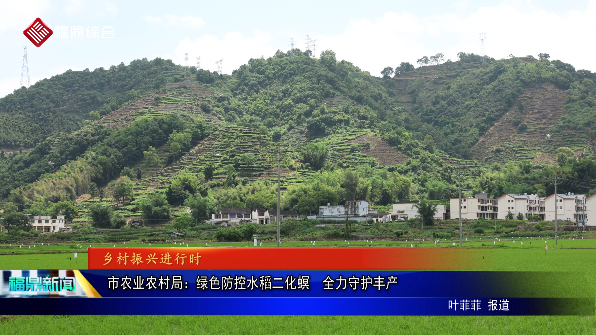 市农业农村局：绿色防控水稻二化螟  全力守护丰产