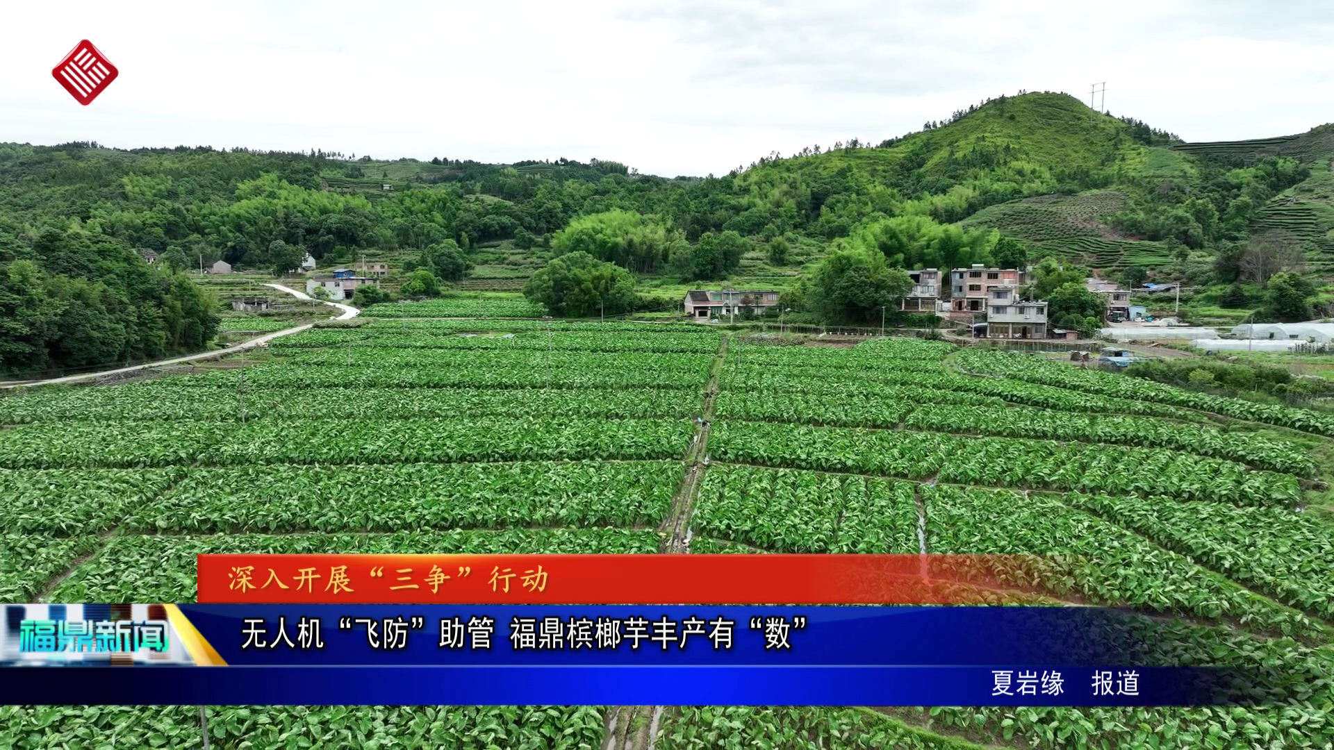 无人机“飞防”助管 福鼎槟榔芋丰产有“数”