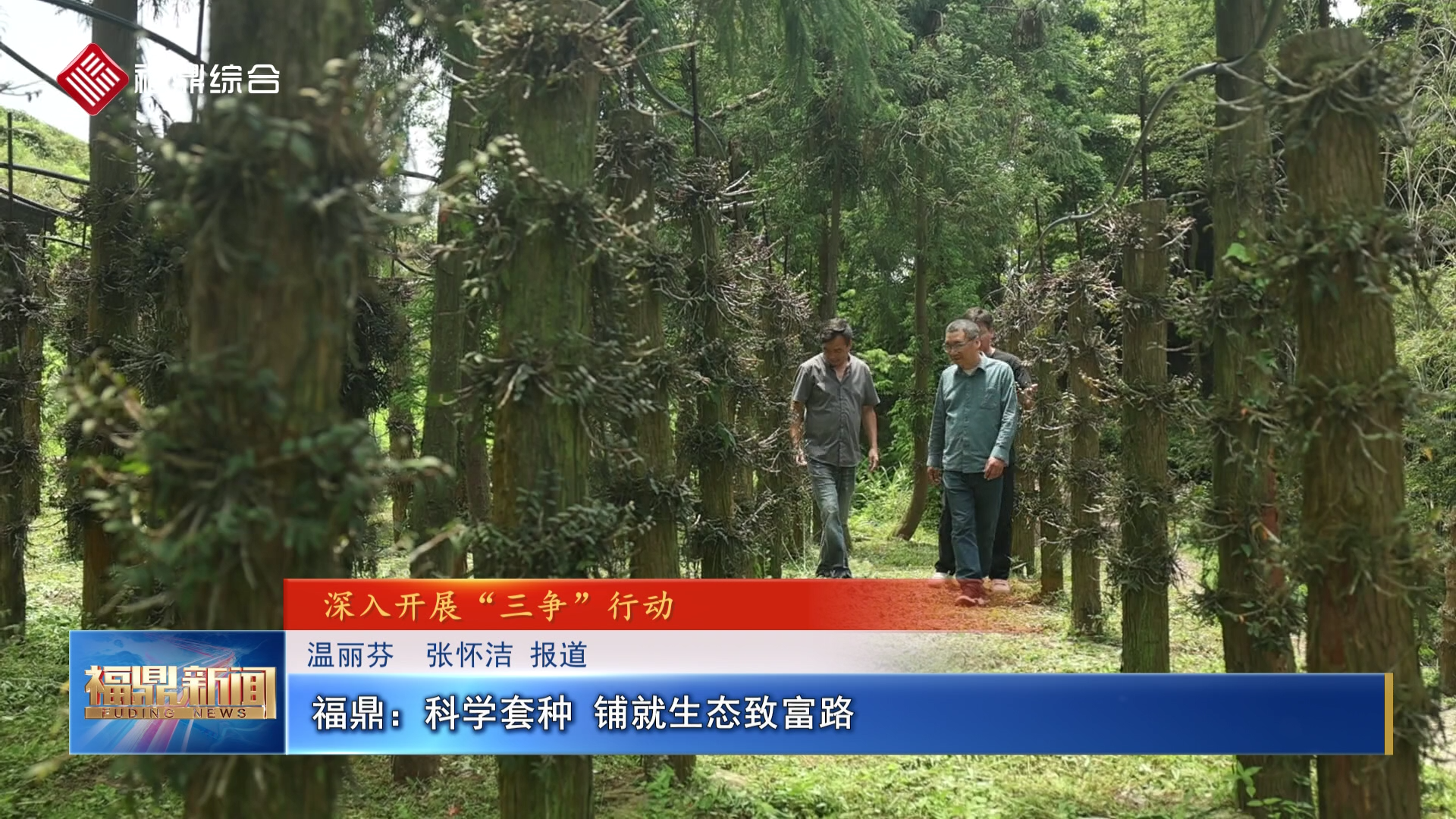 福鼎：科学套种 铺就生态致富路