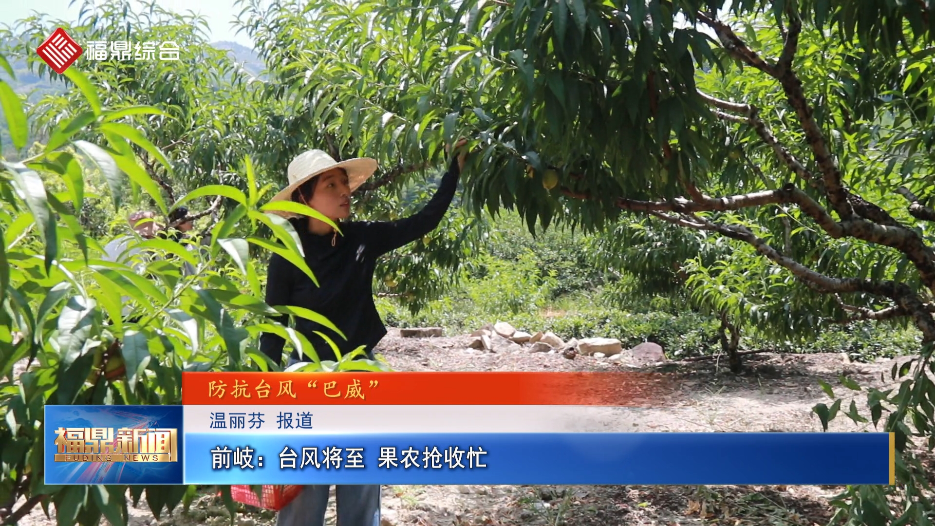 前岐：台风将至 果农抢收忙