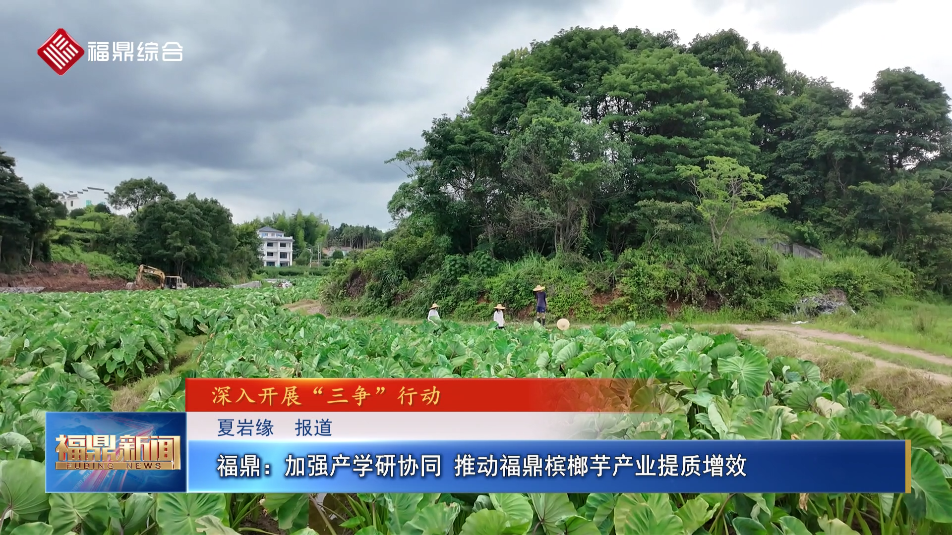福鼎：加强产学研协同 推动福鼎槟榔芋产业提质增效