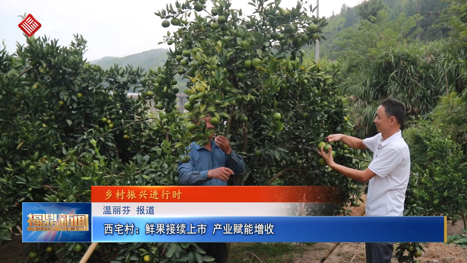西宅村：鲜果接续上市 产业赋能增收