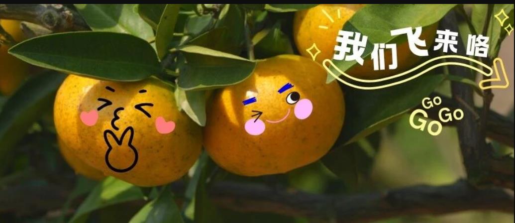 福 鼎 柑 橘 能 “飞” ！